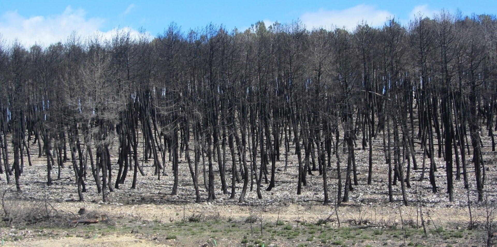 Plantación forestal tras un gran incendio
