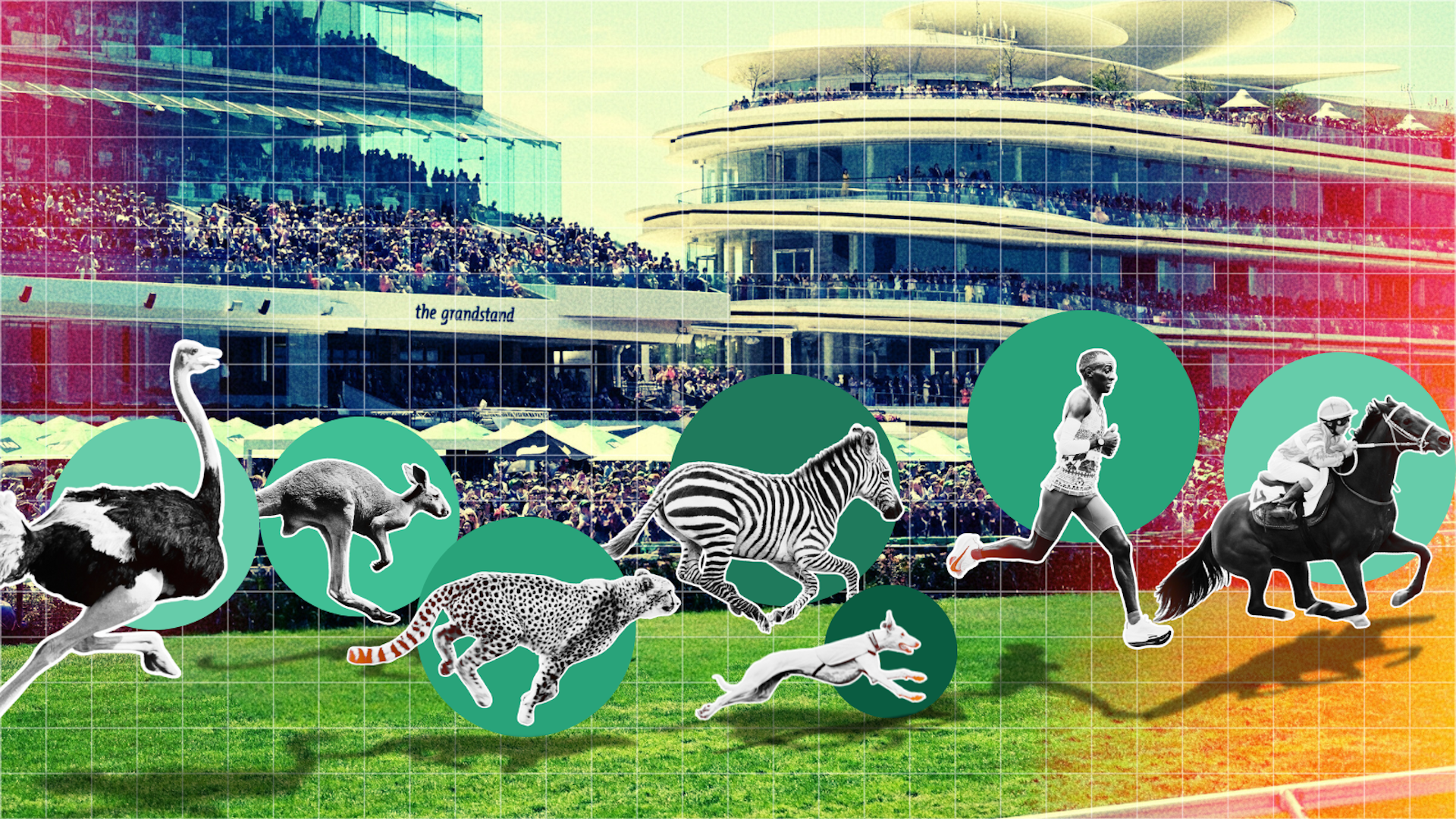 Different animal species 'race' along Flemington racetrack in a hypothetical Melbourne Cup.