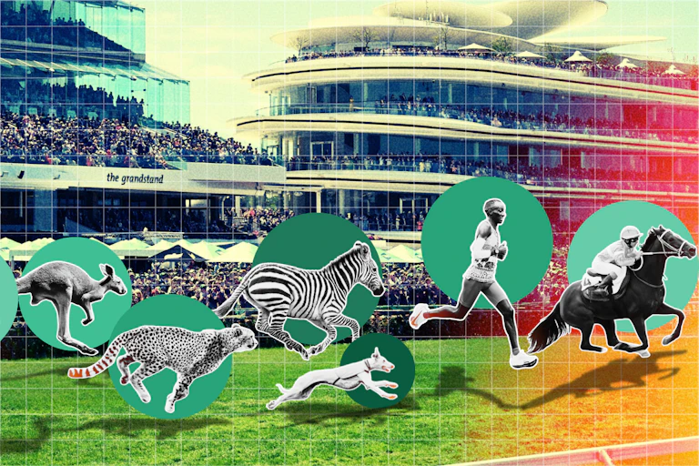 Different animal species 'race' along Flemington racetrack in a hypothetical Melbourne Cup.