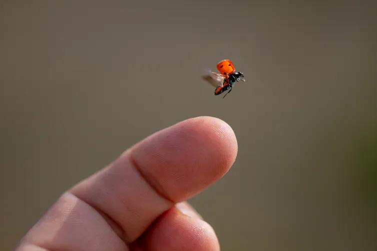 Ladybird taking flight from a person's finger.