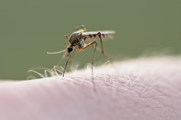 Un mosquito picando en una piel humana.