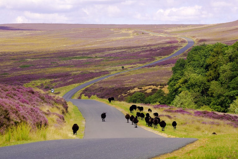 Black sheep walking along a road in the middle of the Moors