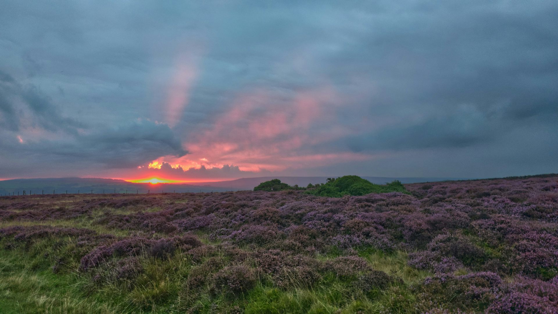 Purple heather in a field at sunrise