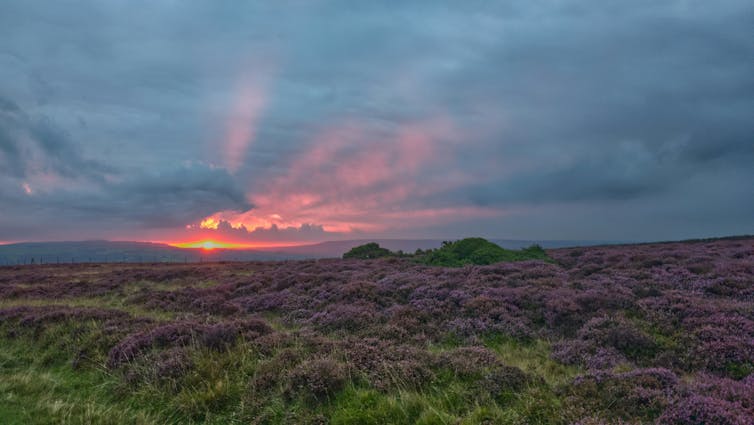 Strolling during the North York Moors Nationwide Park – a spot of journey, conservation and therapeutic 1 Purple heather in a field at sunrise