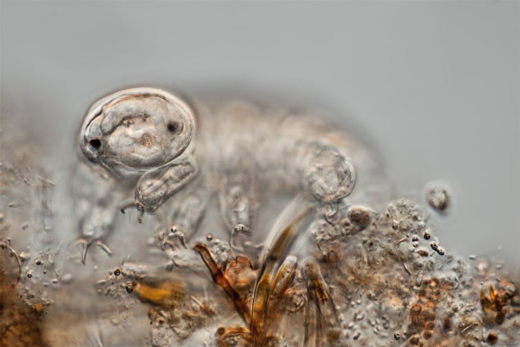 Microscopy image of a translucent creature with a rounded head and oval body