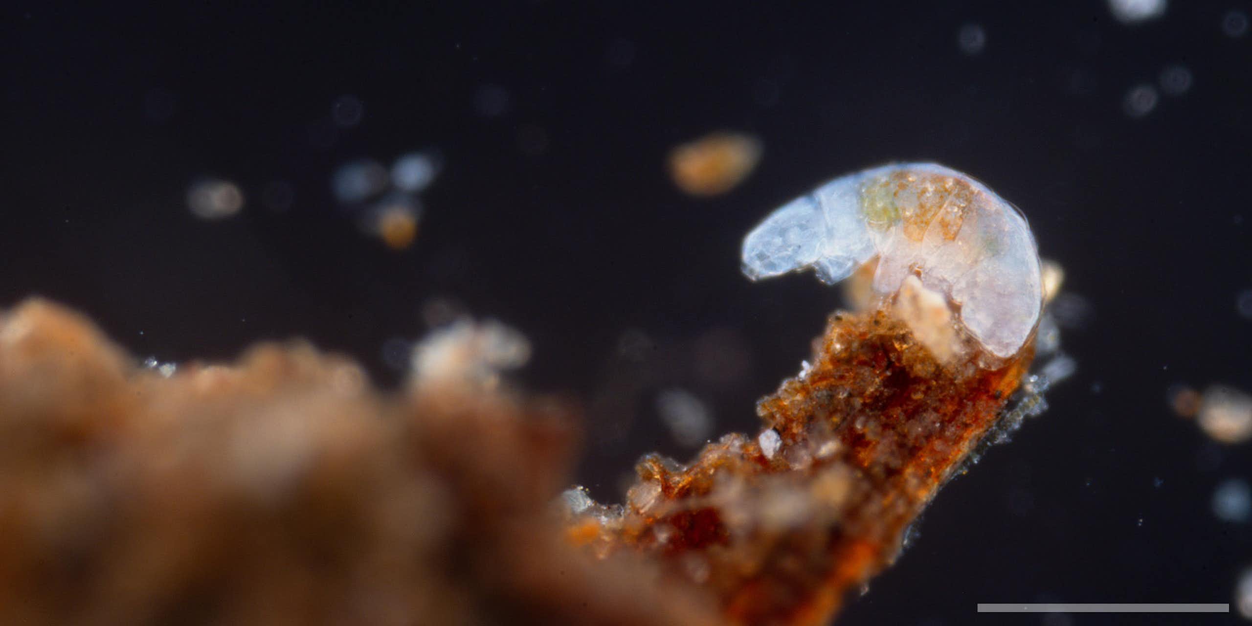 Microscopy image of a tardigrade perched on a branch-like structure