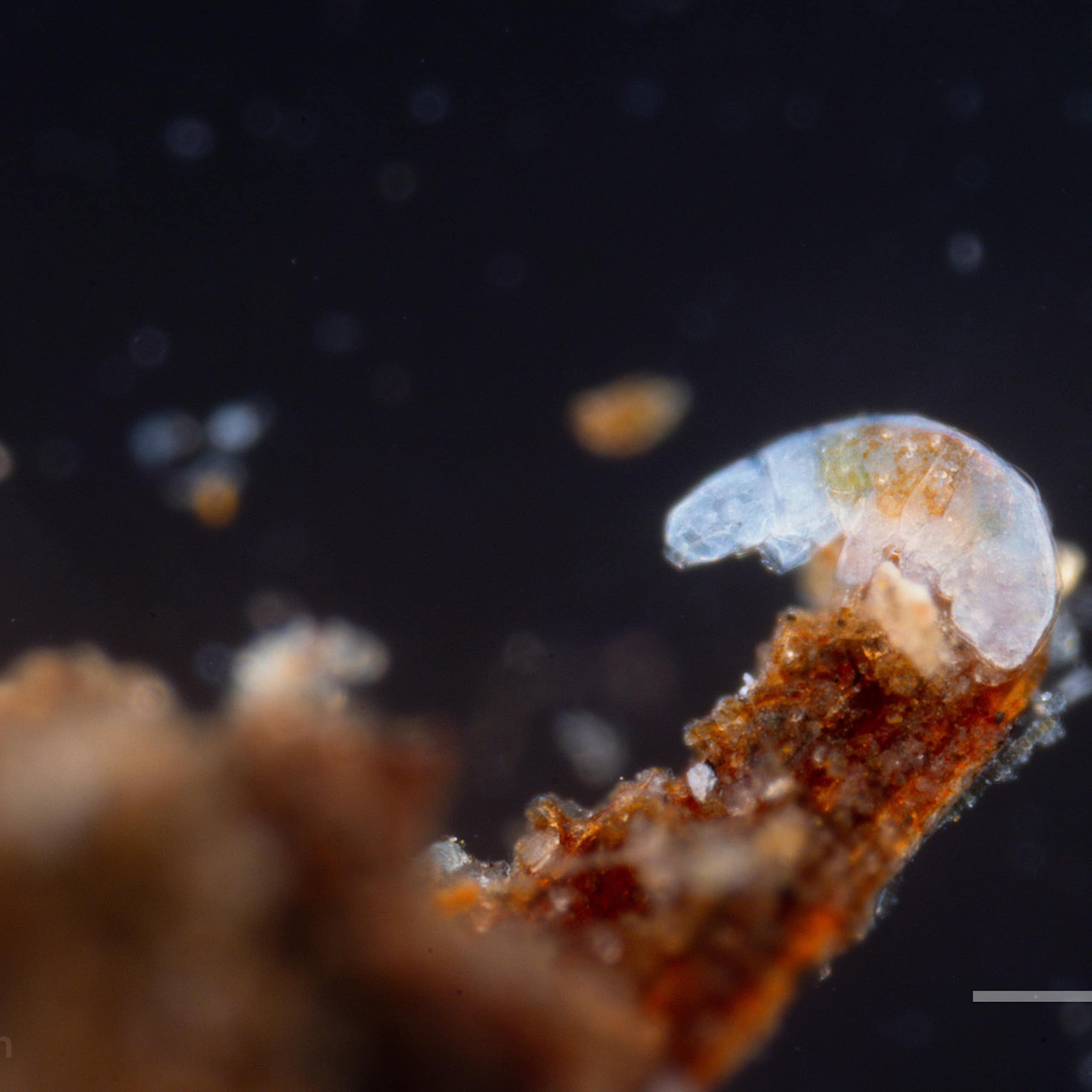 Microscopy image of a tardigrade perched on a branch-like structure