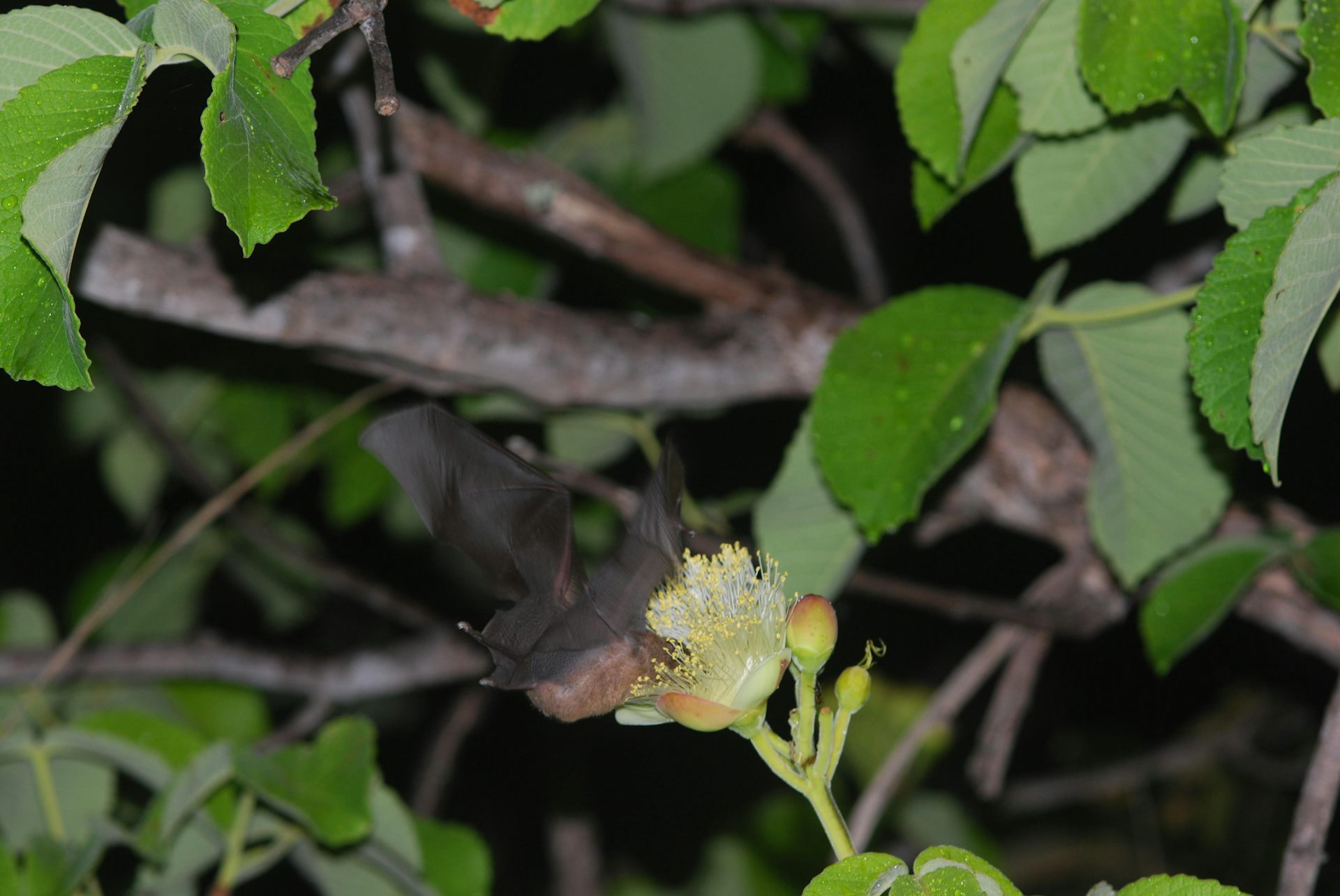 Foto noturna mostra um morcego com as asas abertas e o rosto enfiado em uma flor de pequi