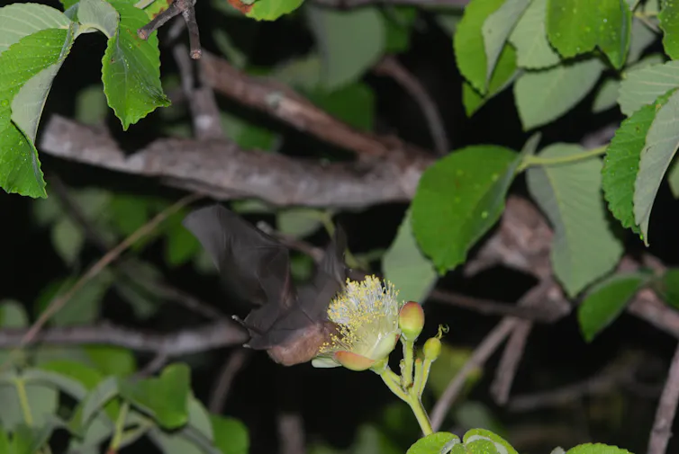 Foto noturna mostra um morcego com as asas abertas e o rosto enfiado em uma flor de pequi