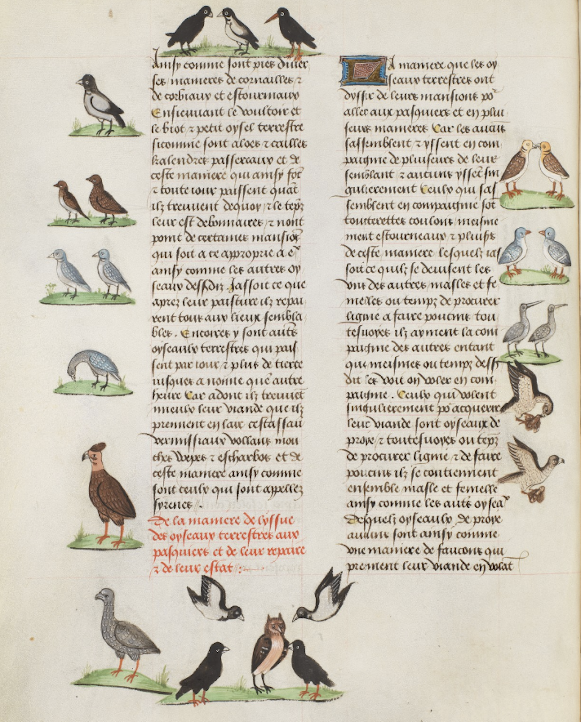 A medieval manuscript page is filled with text and intersperesed with several illustrations of various types of bird.
