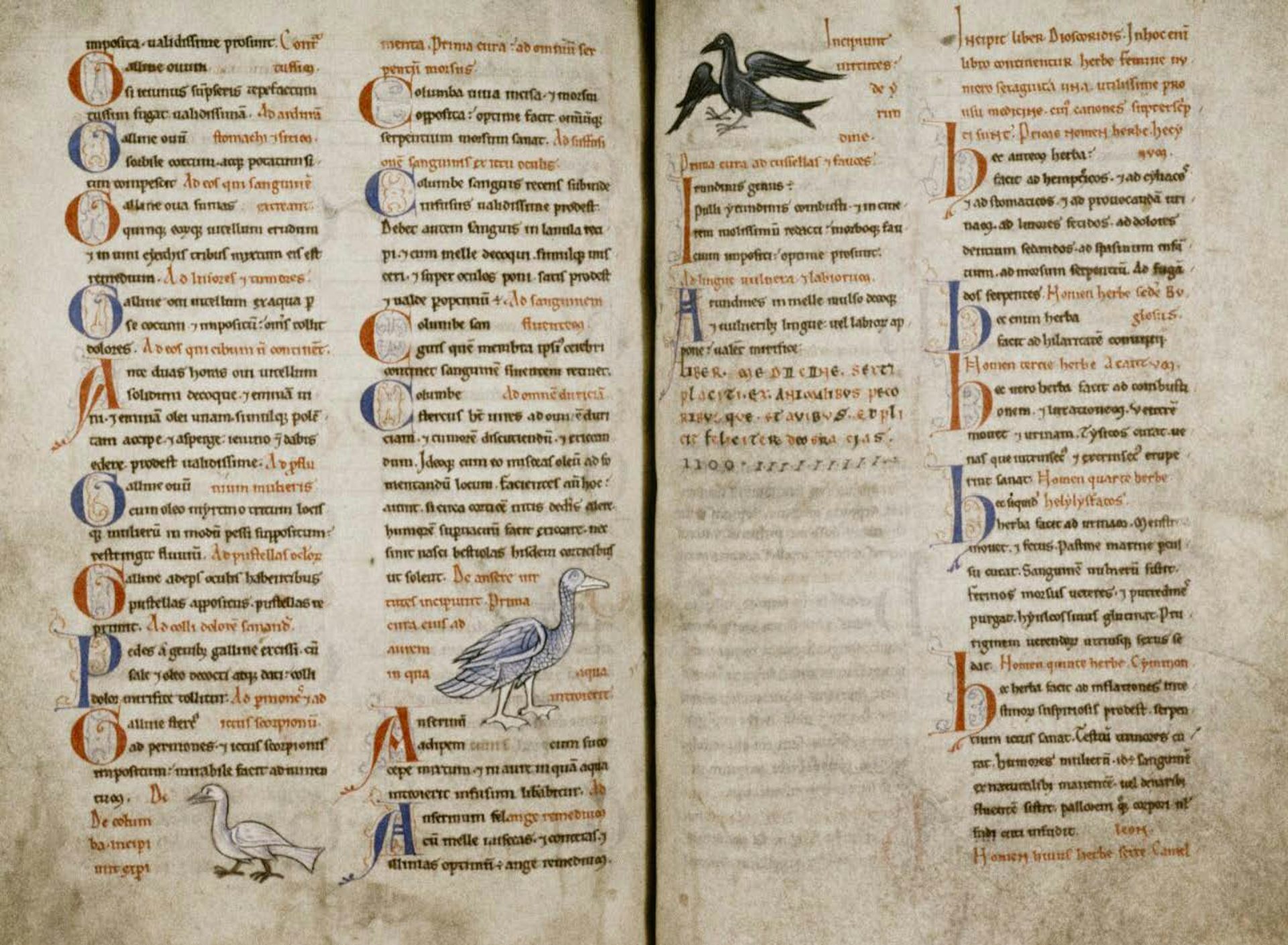 A medieval manuscript page is filled with text and intersperesed with three bird illustrations.