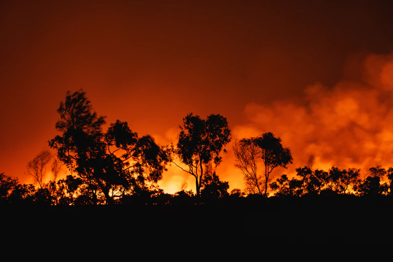 A raging bushfire behind black trees