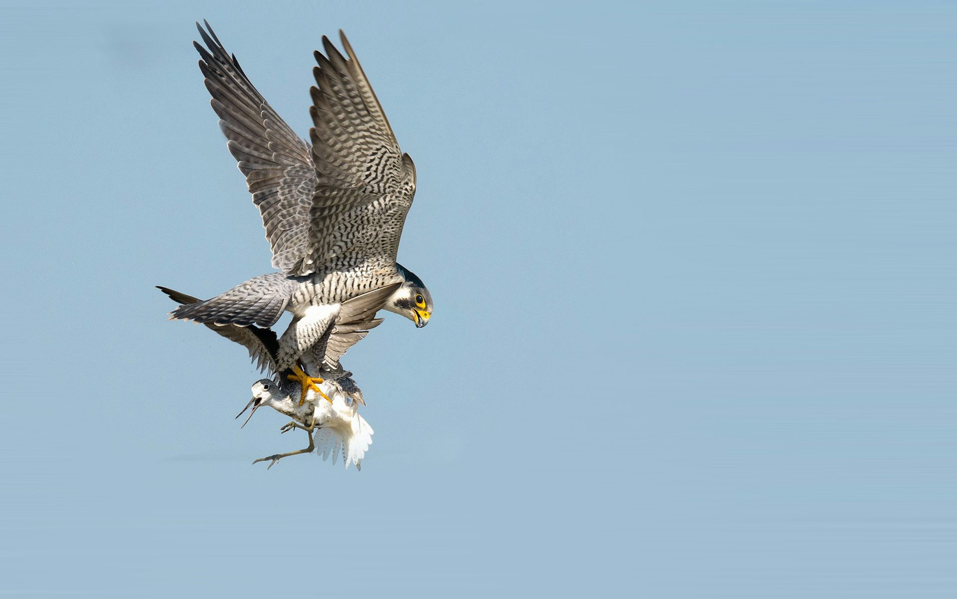 Why national parks and nature reserves don’t always safeguard ecosystems as expected
