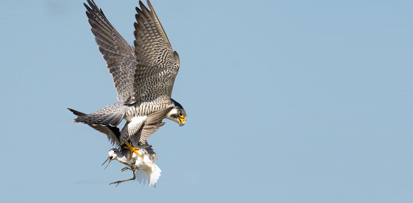 Why national parks and nature reserves don’t always safeguard ecosystems as expected Why national parks and nature reserves don’t always safeguard ecosystems as expected