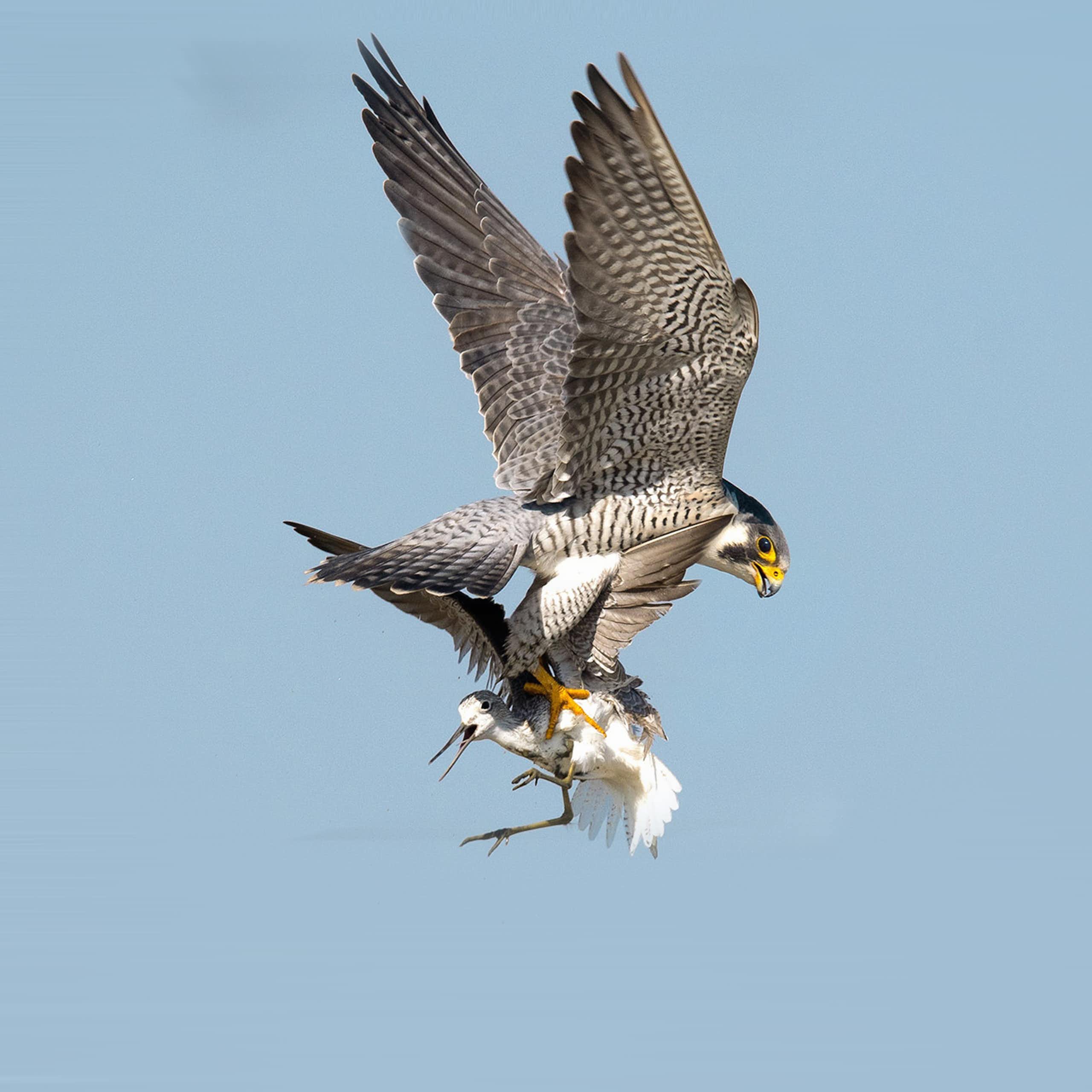 A peregrine falcon flies with prey in its grip.