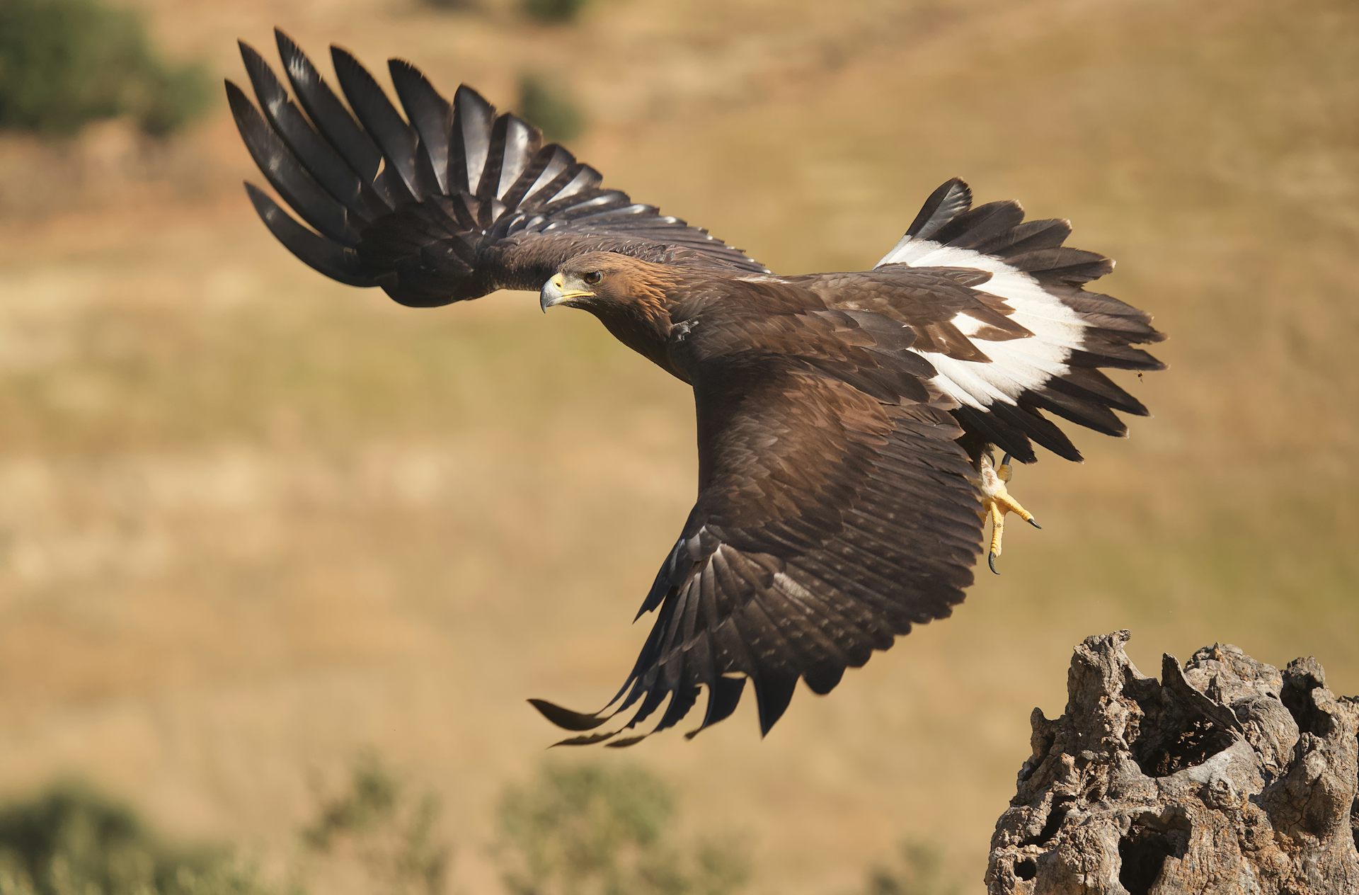 A golden eagle flying in Spain.