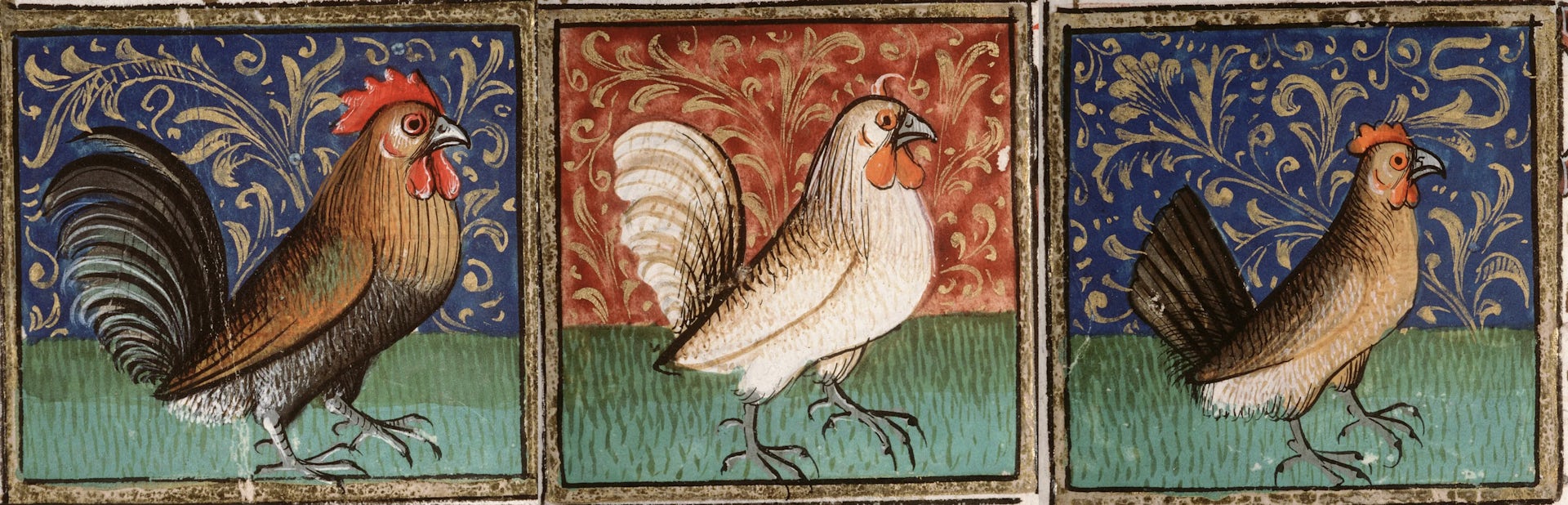 Bird sex fascinated medieval thinkers as much as people today