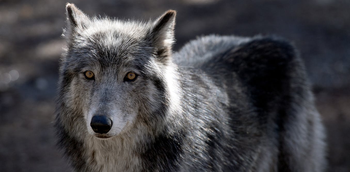 Americans generally like wolves − except when we’re reminded of our politics Americans generally like wolves − except when we’re reminded of our politics