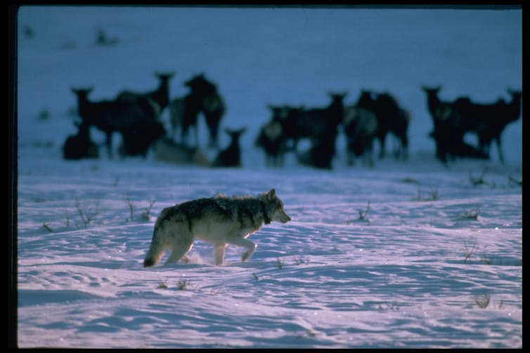Un lobo camina por la nieve, con una manada de ciervos al fondo.