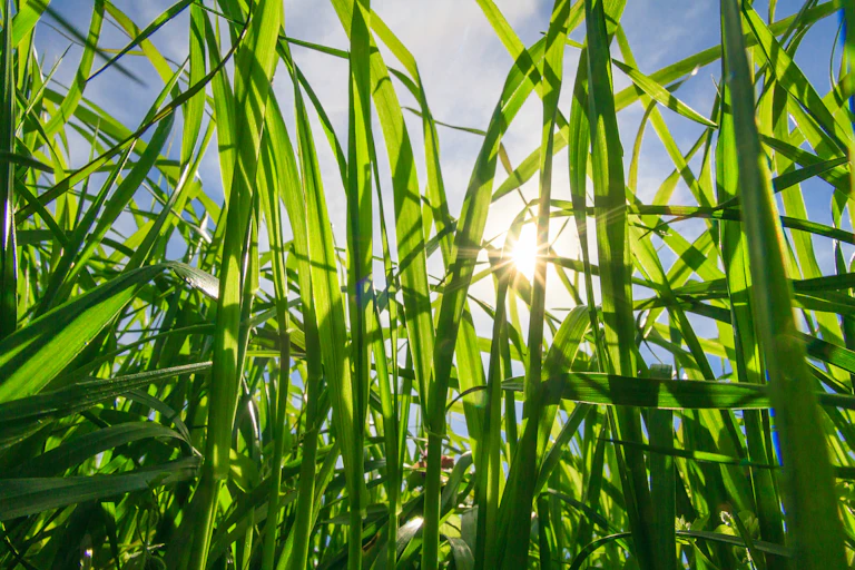 Plants growing greenly in sunshine