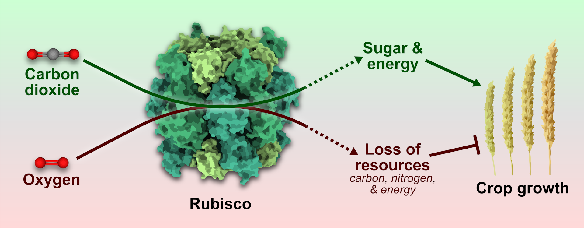 Flowchart of carbon dioxide and oxygen being fixed to a Rubisco model affecting crop growth