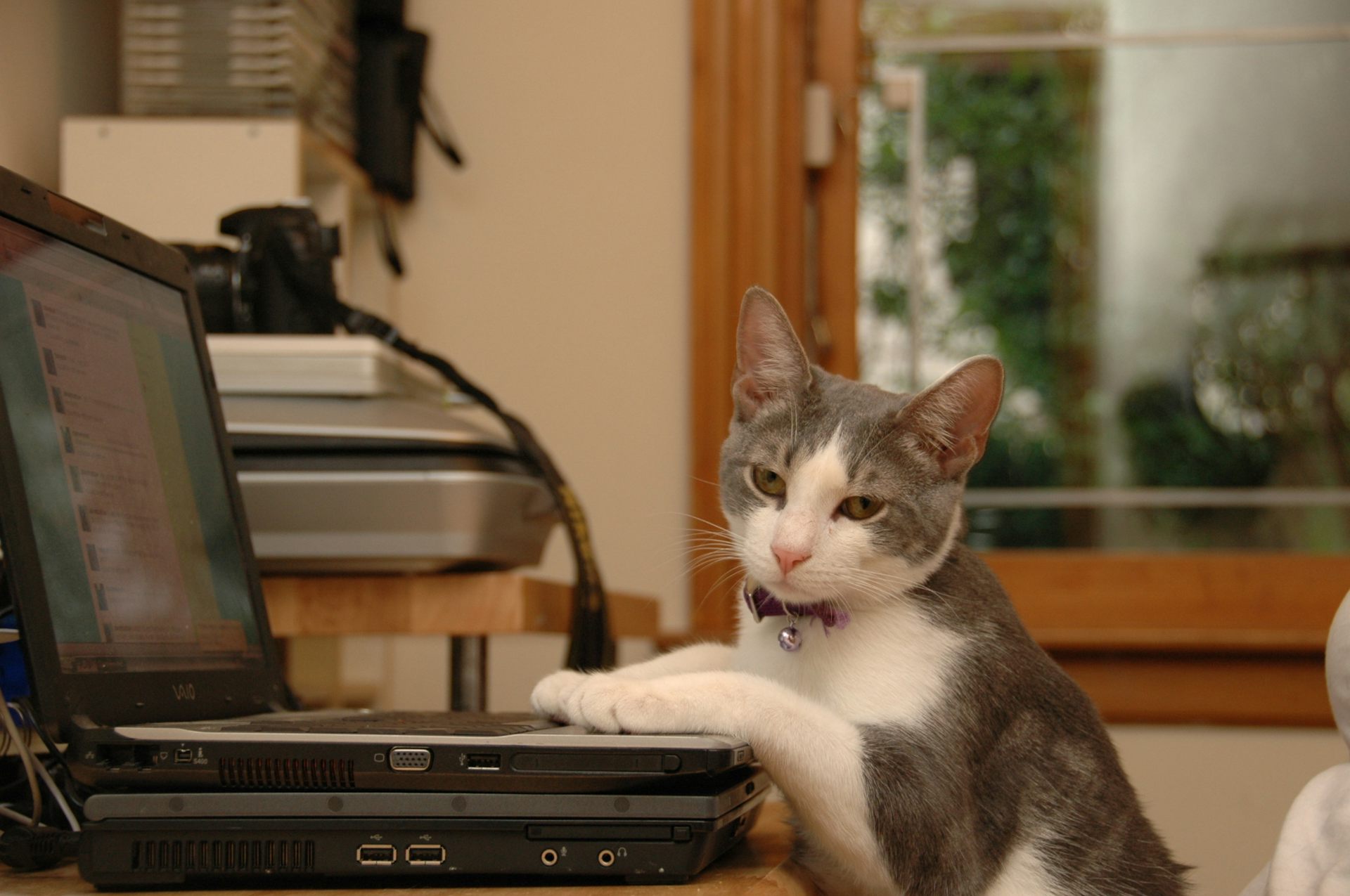 Котик с компьютером