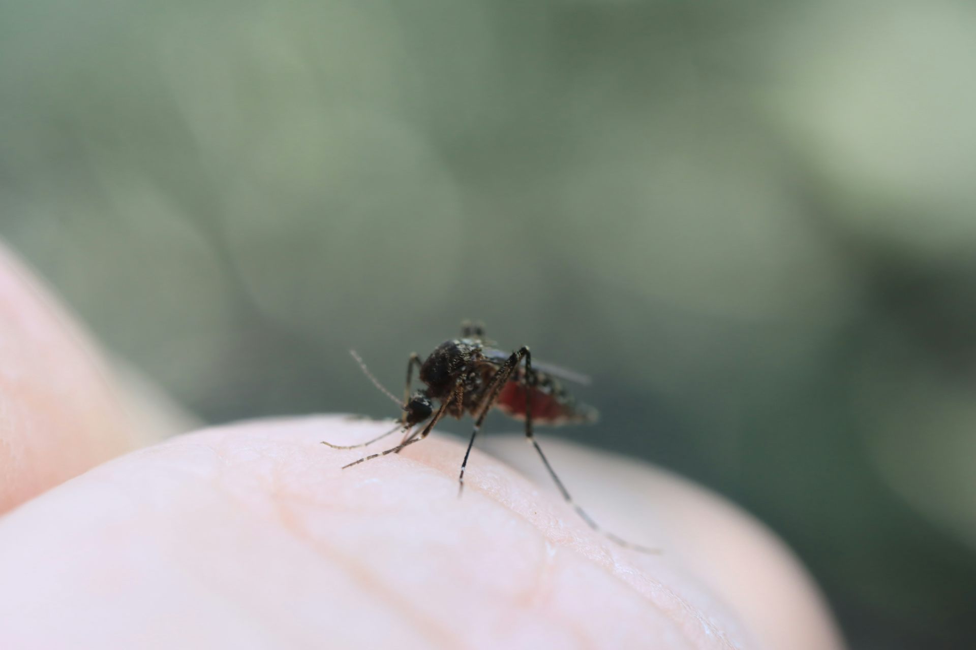 A black mosquito biting a person's hand