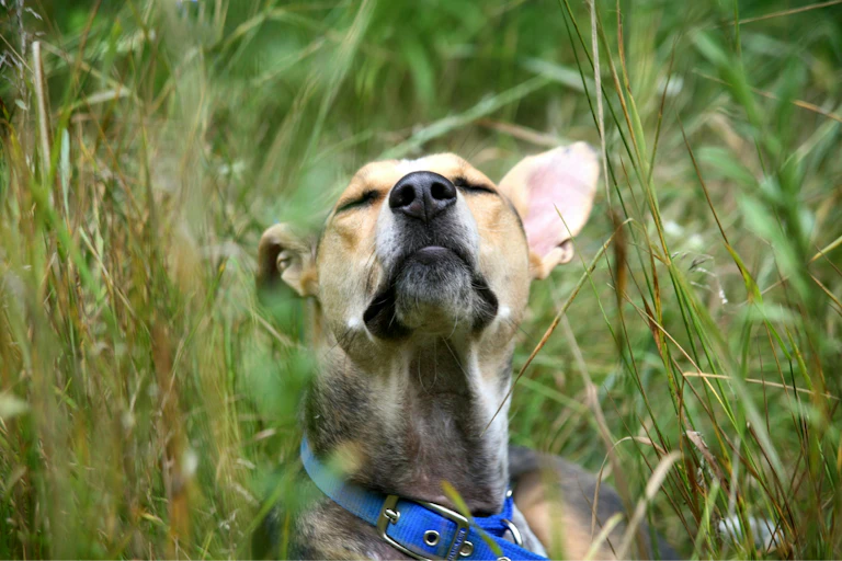 A light brown dog in the grass, sniffing the air.