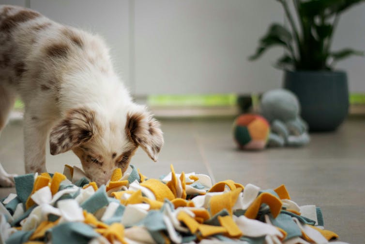 A dog sniffing in a colourful mat.
