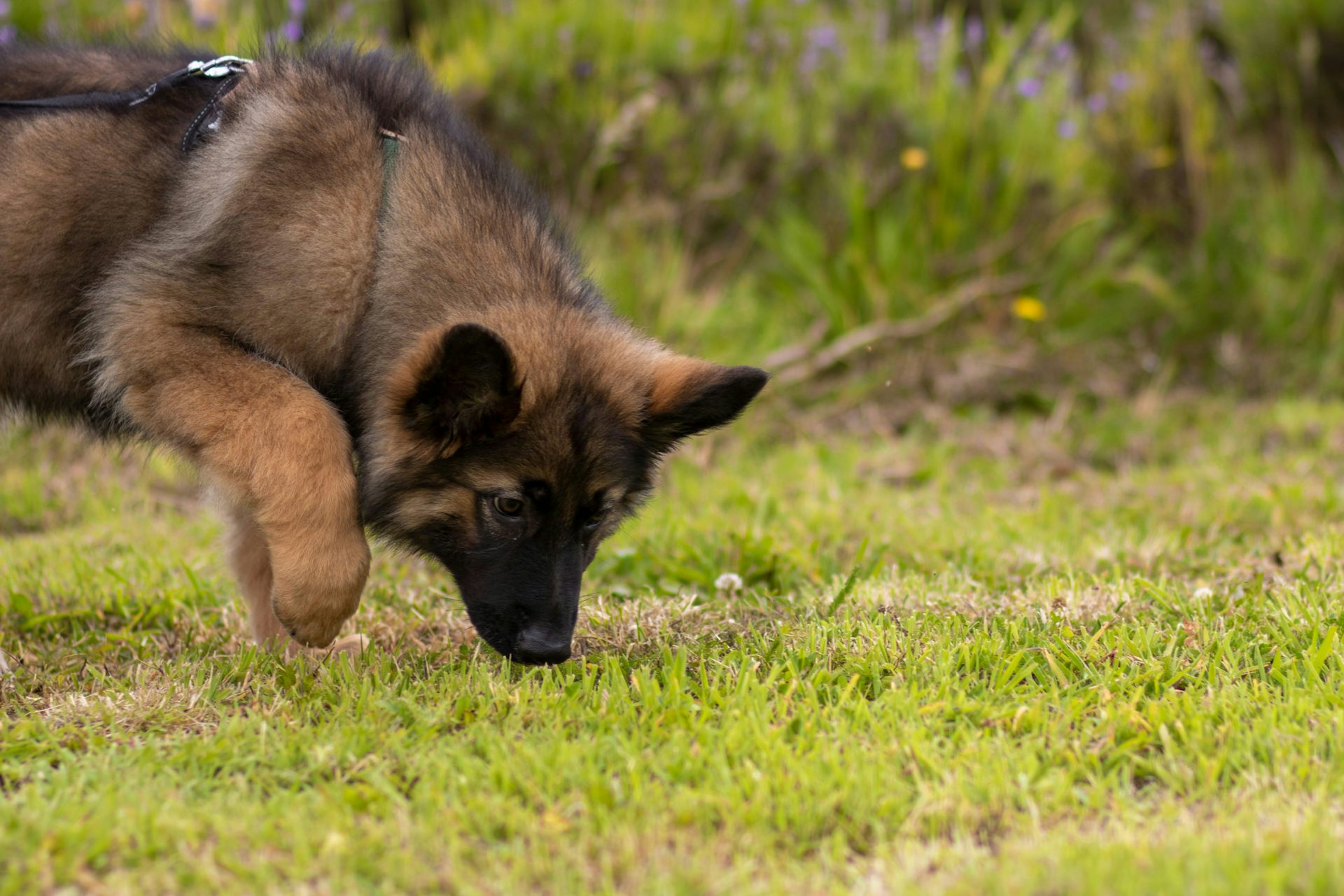 A brown and black dog smelling the grass.