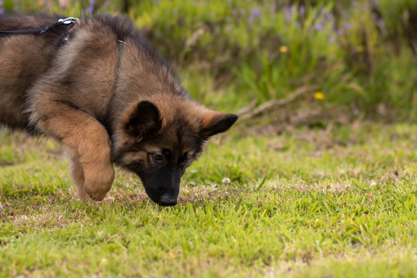 A brown and black dog smelling the grass.