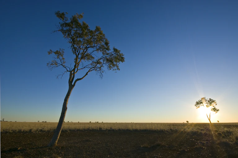 lone tree against grassland plain.