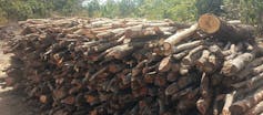 About 150 tree trunks piled on top of each other