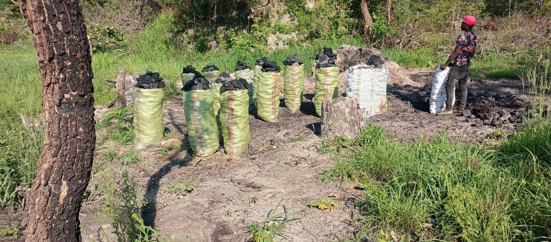 A man stands in a forest in front of over 10 sacks of charcoal made from the forest trees
