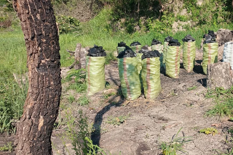 A man stands in a forest in front of over 10 sacks of charcoal made from the forest trees