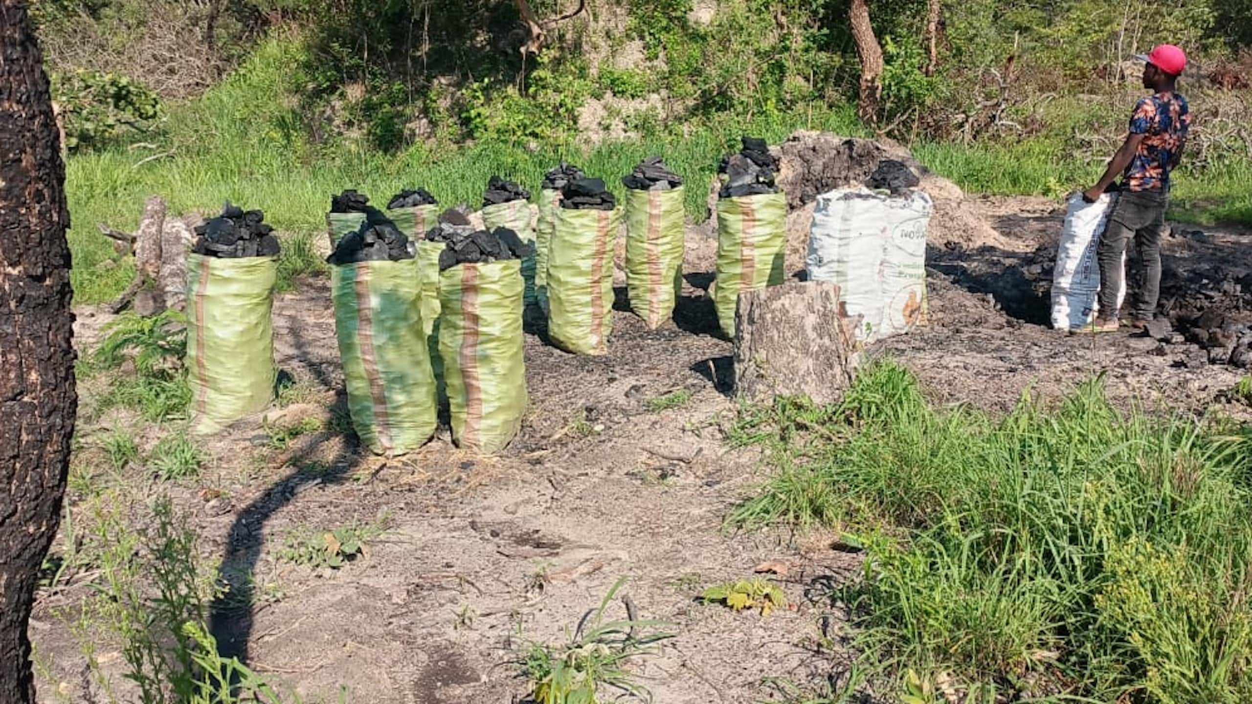 A man stands in a forest in front of over 10 sacks of charcoal made from the forest trees