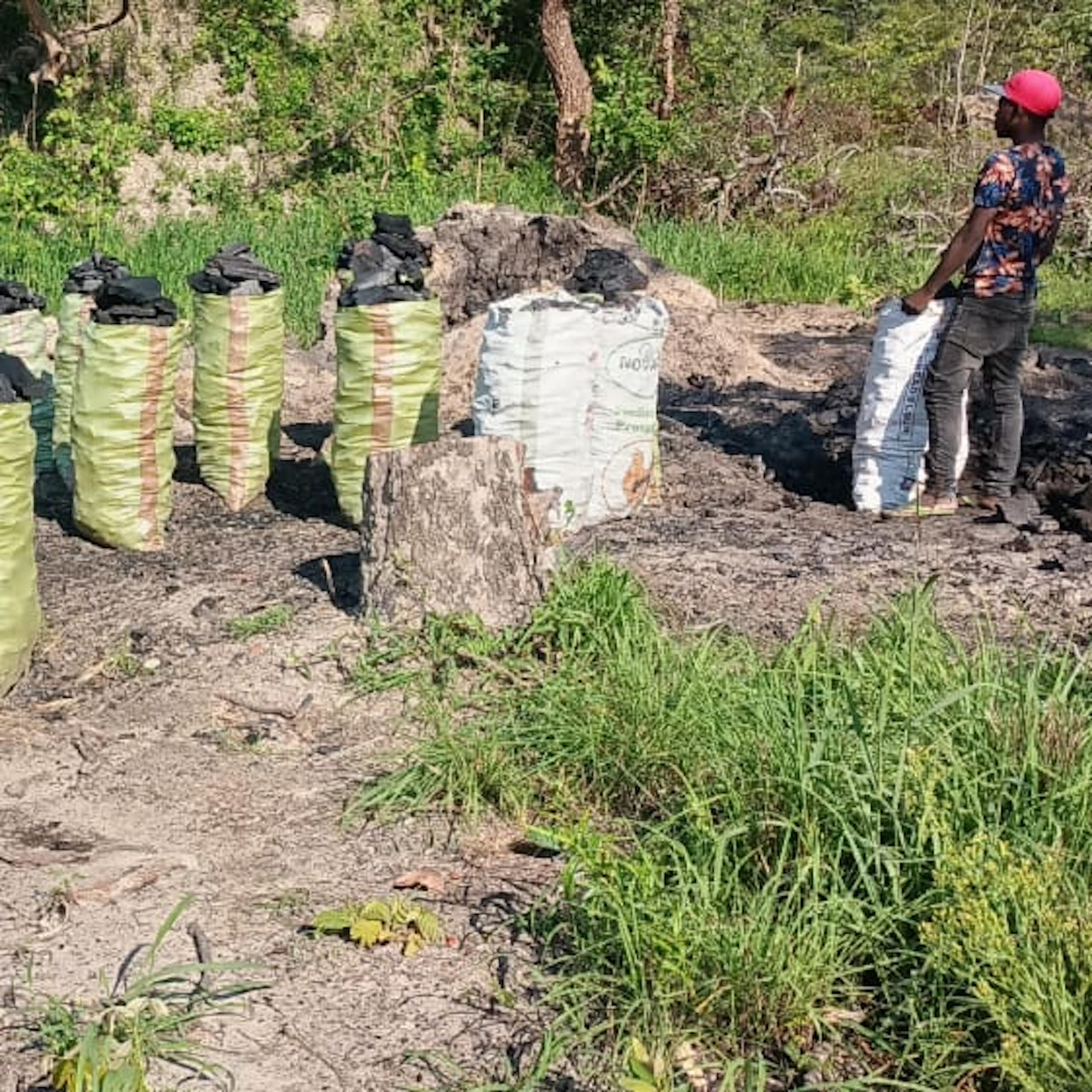 A man stands in a forest in front of over 10 sacks of charcoal made from the forest trees