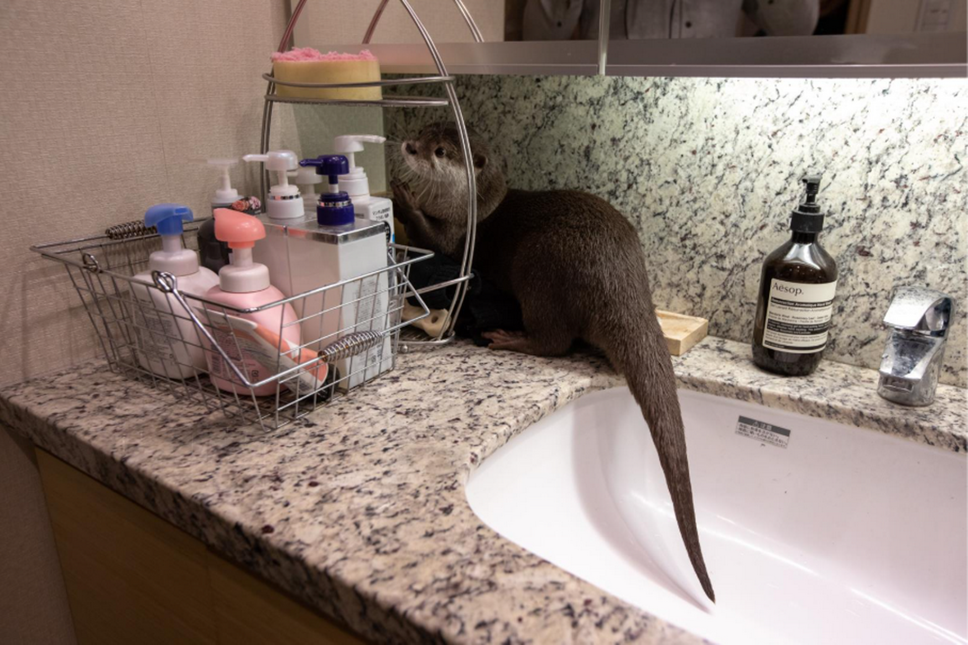 An otter on the bathroom counter.