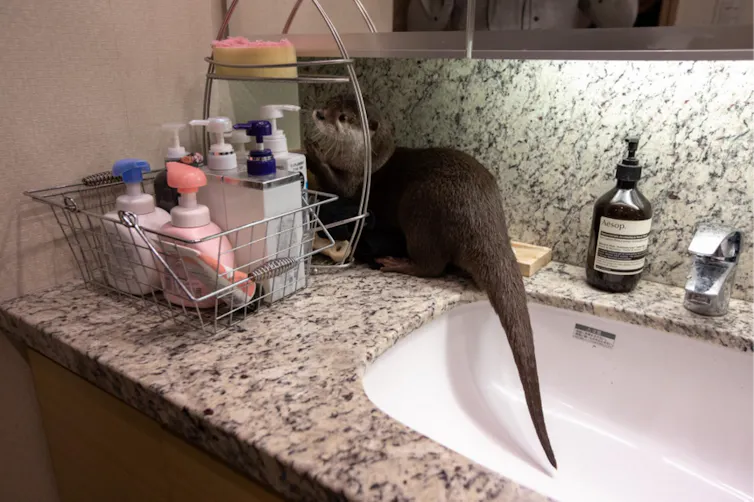 Une loutre sur un plan de travail de salle de bain.