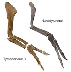 New ‘miniature T rex’ rewrites the historical past of the arena’s biggest predator 2 Image comparing _Nanotyrannus_ and _T rex_ arms side by side