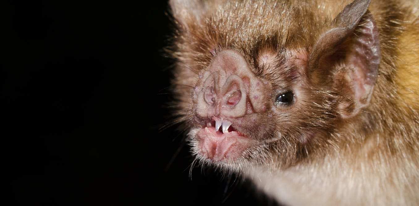 Sí que existen los vampiros