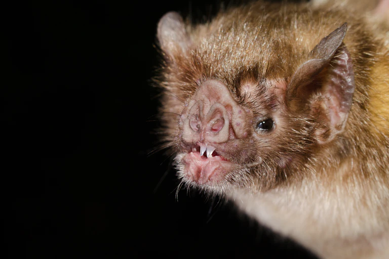 Retrato de un murciélago enseñando los dientes.