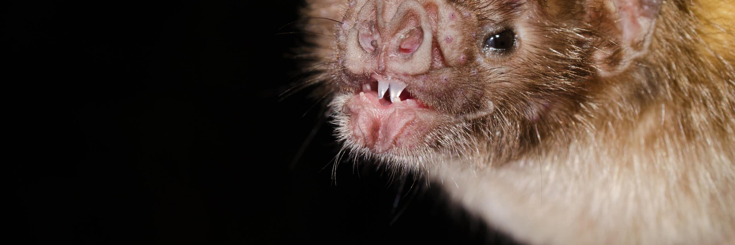 Retrato de un murciélago enseñando los dientes.