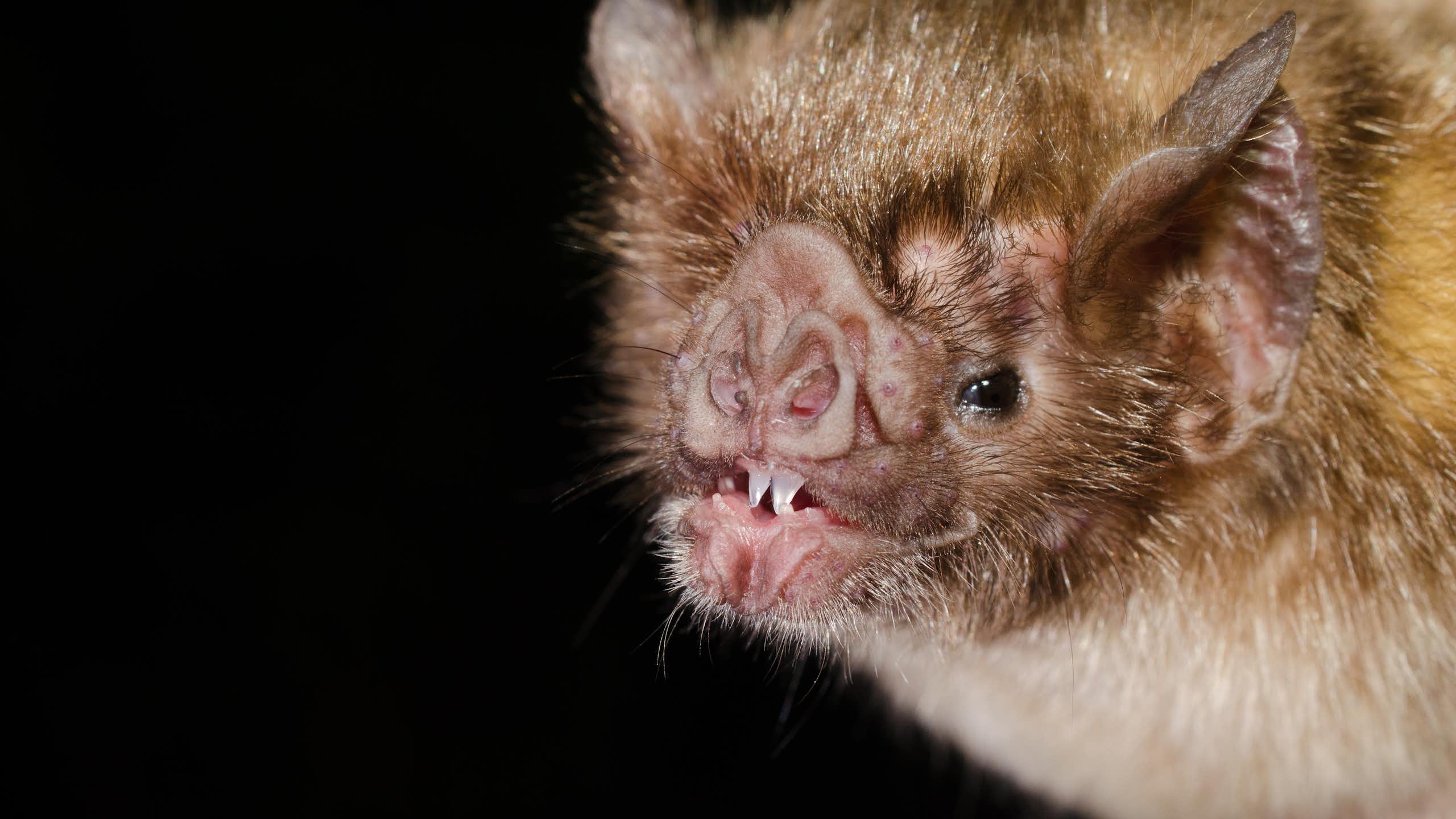 Retrato de un murciélago enseñando los dientes.