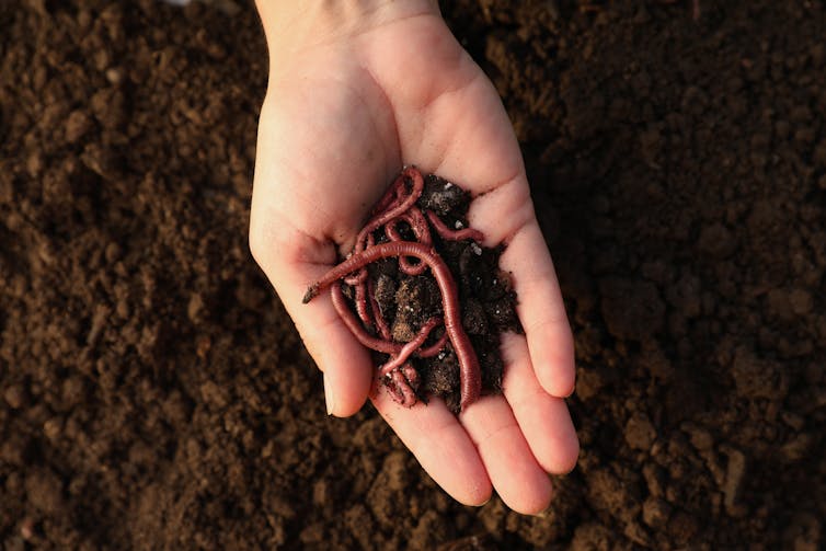 woman's hand holding earthworms, healthy dark soil