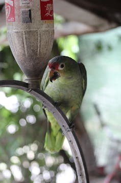 Loro de color verde con la frente roja sobre un alambre