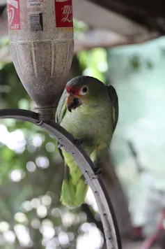 Loro de color verde con la frente roja sobre un alambre
