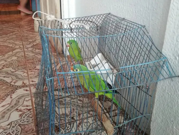 Dos loros verdes en una jaula