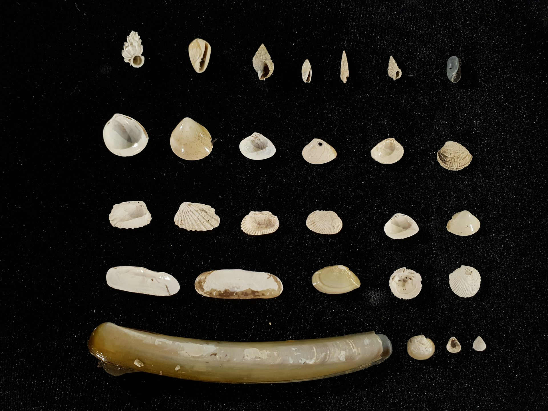 5 rows of a variety of mollusk shells on a black background