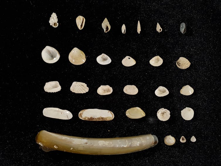 Seashells from centuries in the past display that seagrass meadows on Florida’s Nature Coast are thriving 2 5 rows of a variety of mollusk shells on a black background